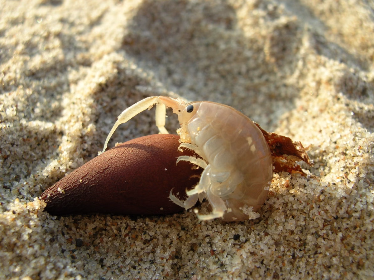 Tiny beach-dwelling sand hoppers are big-time sand movers, shaping the California coast
